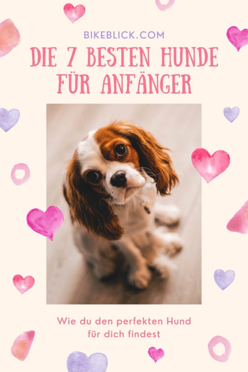 die besten hunde für anfänger